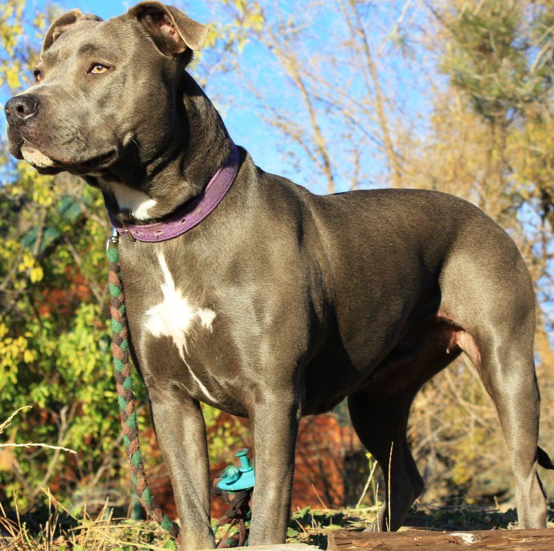 All About Dogs - Pitbulls