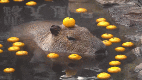 Why capybaras are the best rodent