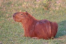 Capybara Rise to Fame on Tik Tock
