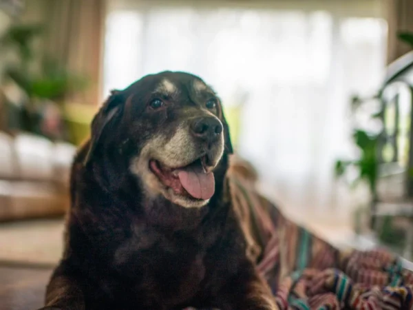 4 Everyday Dog Habits Vets Say Can Help Your Pet Live Longer and Stay Healthier