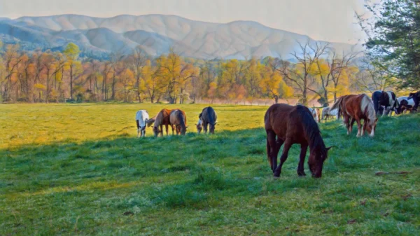 9 Less Crowded Tennessee and Nearby Parks That Offer Great Smoky Mountains Views Without the Traffic